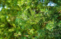 Greenery 4 Print