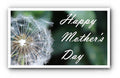 White Dandelion Mother's Day Greeting Print