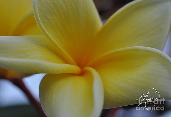 Hawaiian Aztec Gold Plumeria Rubra Print