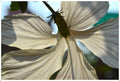 Hibiscus In White Print