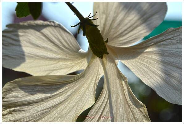 Hibiscus In White Print