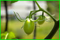 Home Grown Tomatoes Print