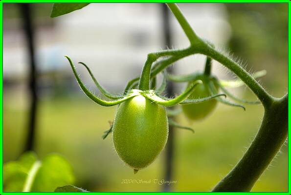 Home Grown Tomatoes Print