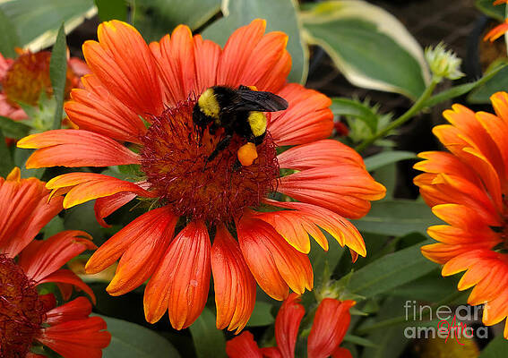 Honeybee On Cone Flower Print
