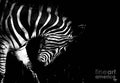 I Can Never Hide In The Dark Print
