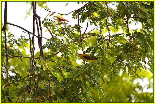 Indian Golden Oriole Print