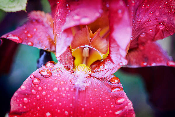 Iris Burgandy After The Rain Print