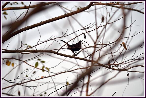 Joy Of The Day Print