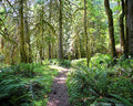 Kent Washington Hiking Trail Print