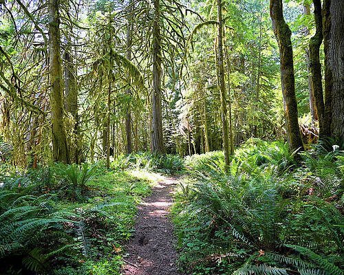 Kent Washington Hiking Trail Print