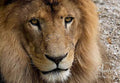 King Of The Jungle Print