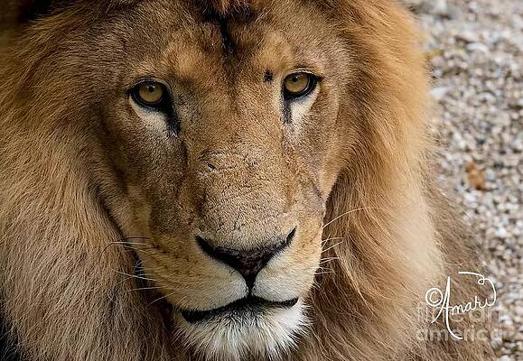 King Of The Jungle Print