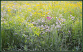Land Of Flowers Print
