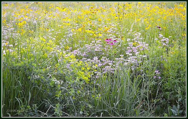 Land Of Flowers Print