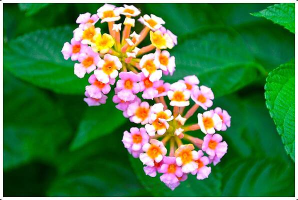 Lantana Camara Print
