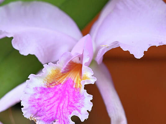 Lavender Orchid With Pink And Yellow Tongue Print