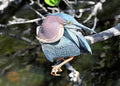 Let Us Do The Twist With A Green Heron Print