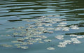 Lily Pad Pond - Abstract Print