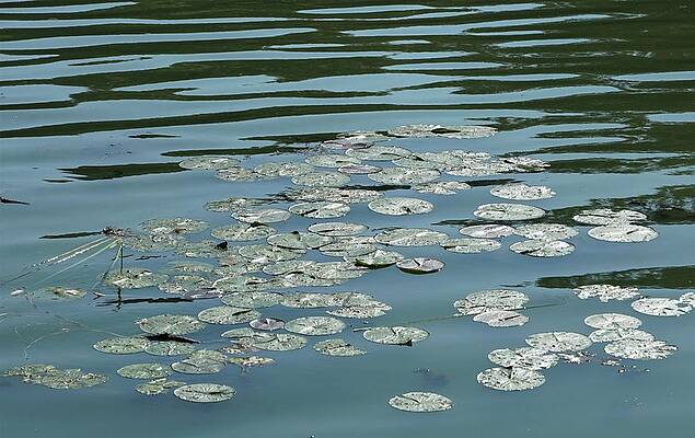 Lily Pad Pond - Abstract Print
