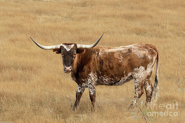 Longhorn Country Print