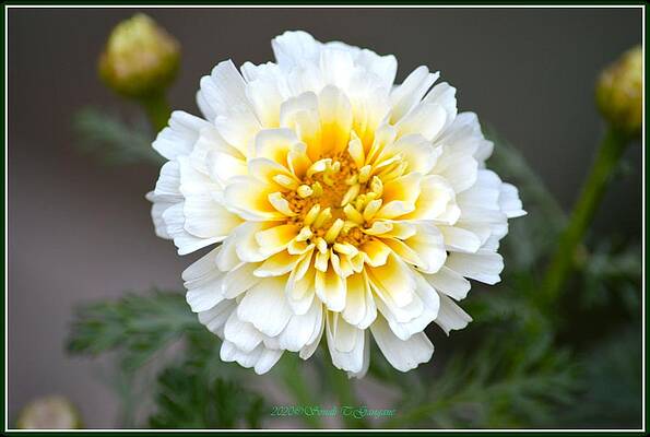Macro Of A Flower Print