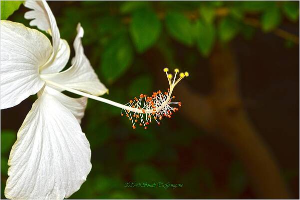 Macro Of White Hibiscus Print