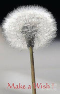 Make A Wish Print