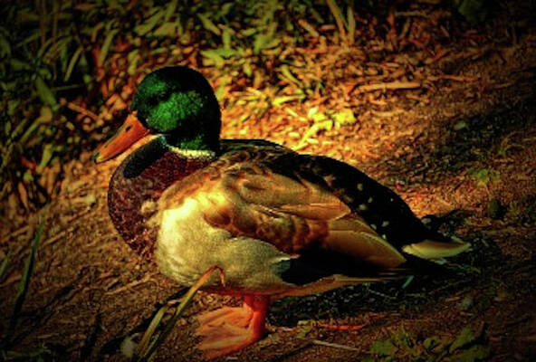 Mallard Duck - Male 2 Print