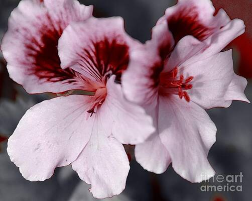 Martha Washington Geraniums Print
