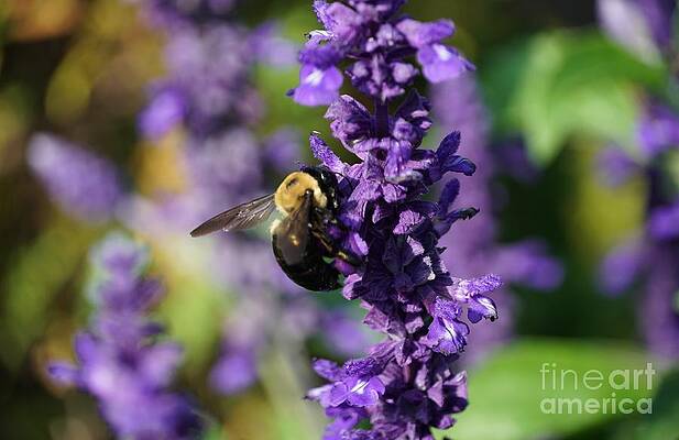 Mealy Sage And The Bee Print