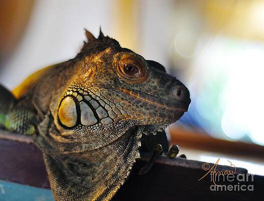 My Iguana Print