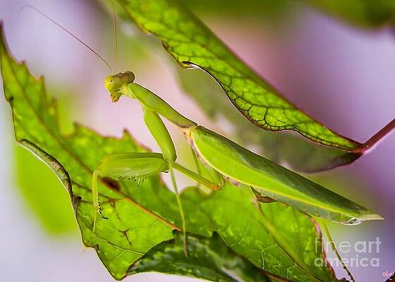 My Mantis George Print