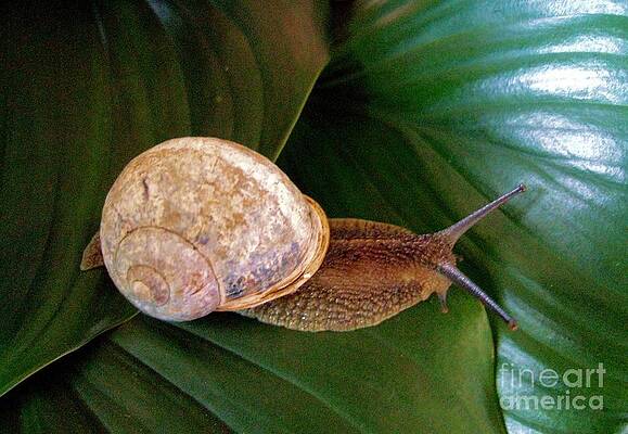 My Snail In His Pearly Shell Print
