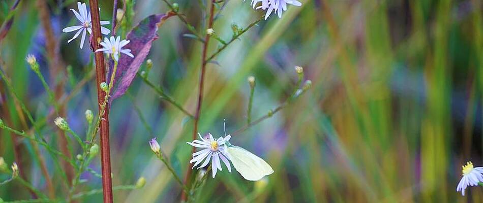 Nature's Wonder Print