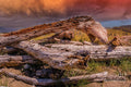 Nedonna Beach Driftwood Print