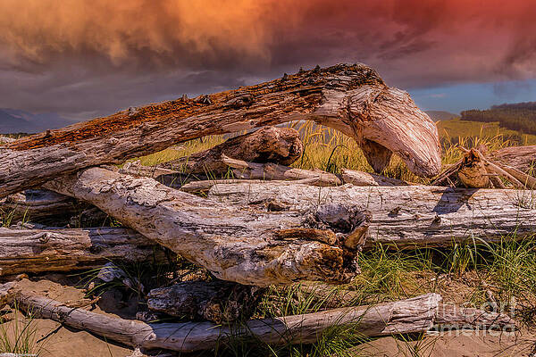 Nedonna Beach Driftwood Print