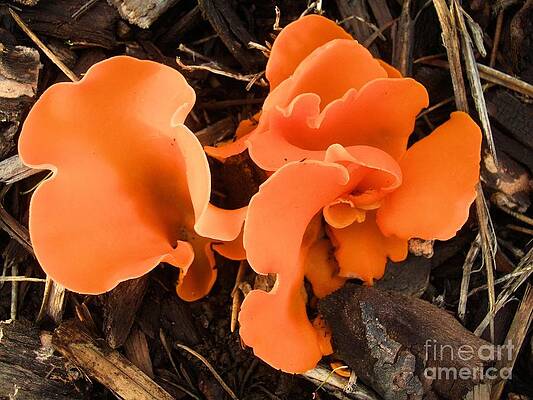 Northwest Orange Peel Fungus Print
