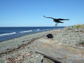 Northwest Seascape With Black Crows Print