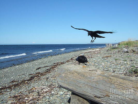 Northwest Seascape With Black Crows Print