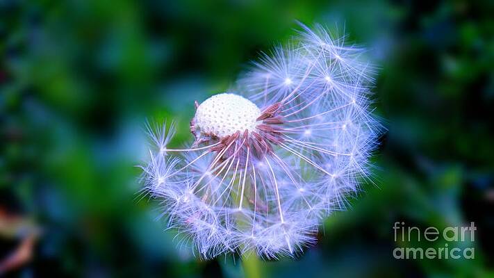 Dandelion Dreams The Delicate Unveiling Print