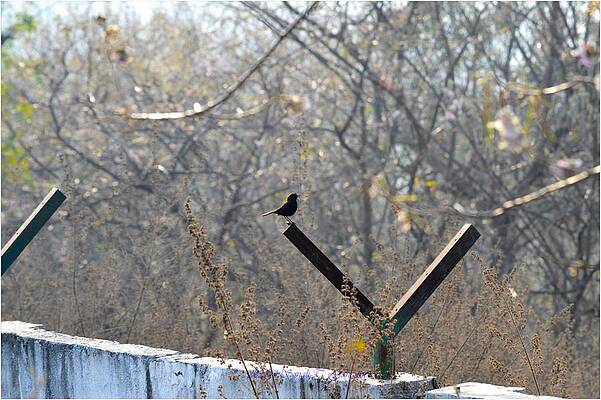 On The Fence Print