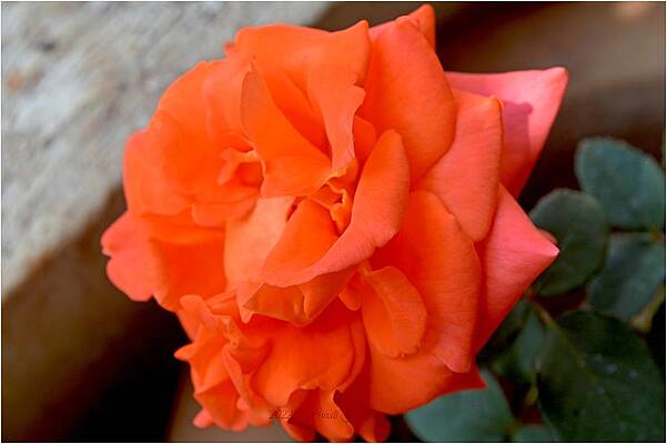Orange Blush Print