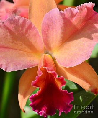 Orange Orchid Print