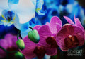 A Collection Of Orchids With Buds Print