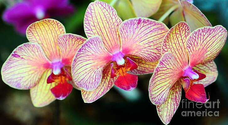 Orchid Trio Print