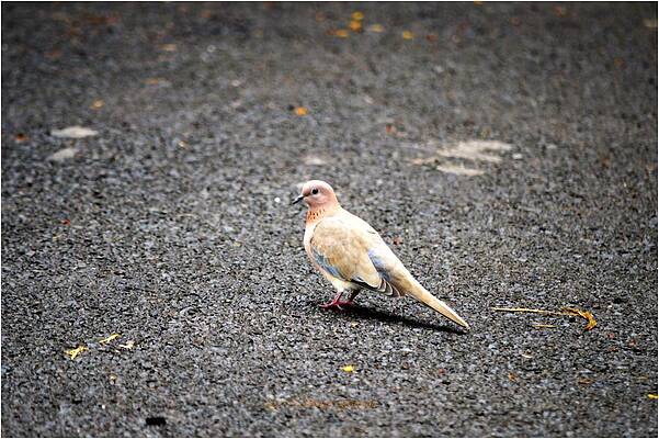 Oriental Turtle Dove Print