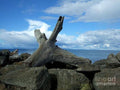 Pacific Northwest Seascape With Driftwood And Rocks Print