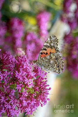 Painted Lady Profile Print