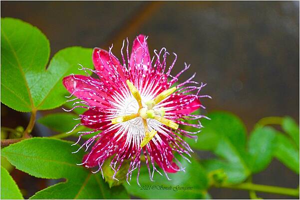 Passiflora In Coral Pink Print