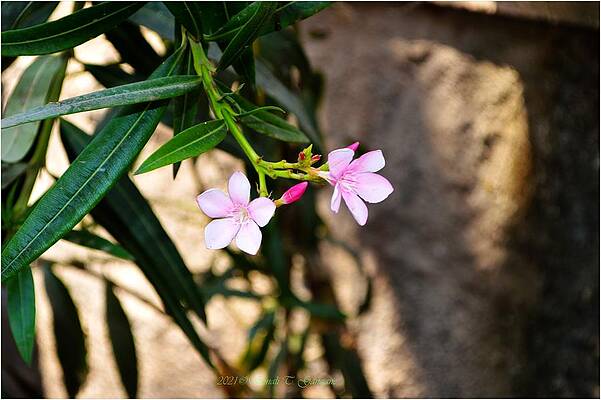 Pastel Pink Oleander Print